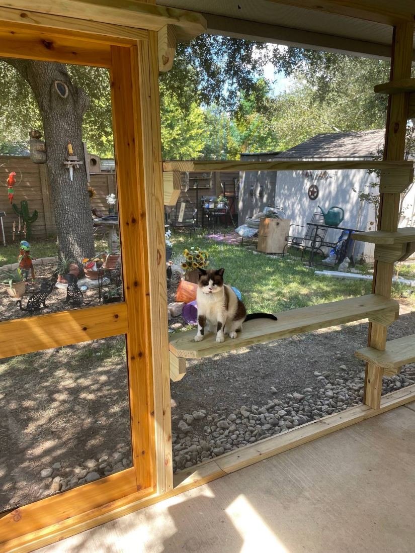 A cat sitting on a cedar shelf inside a screened catio