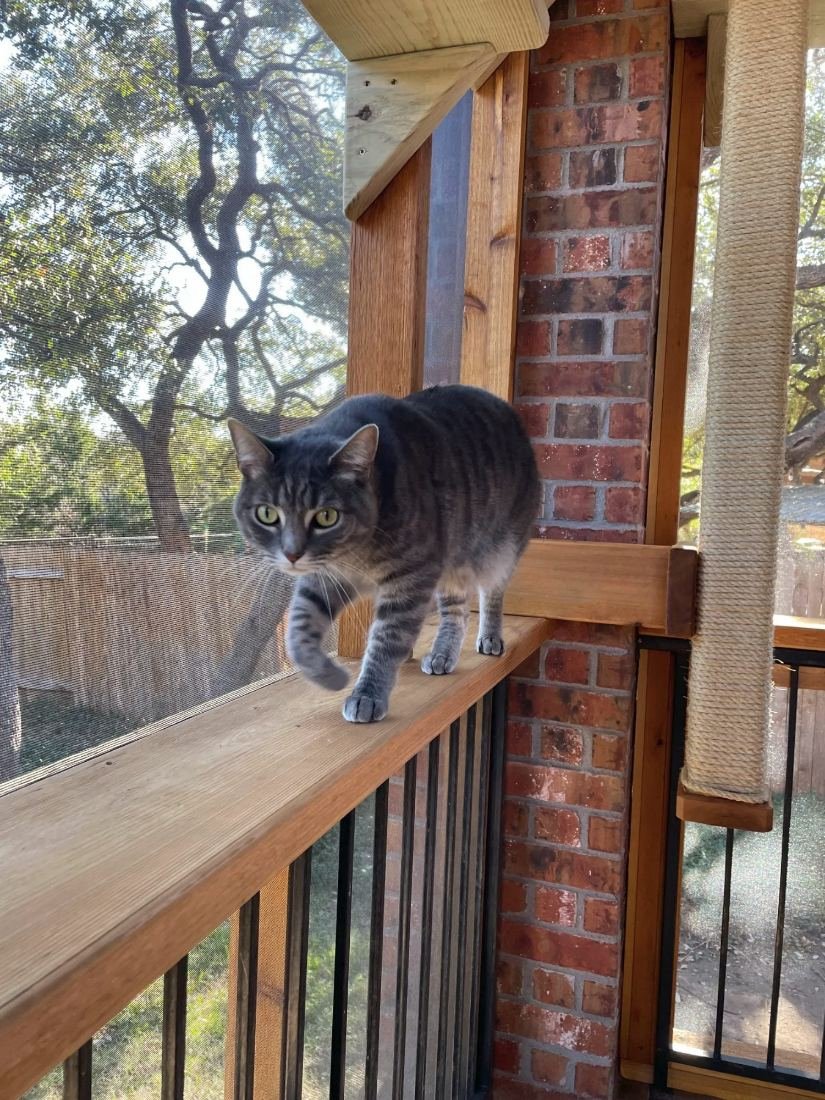 Cat walking a cedar rail inside a screened porch catio, live oaks beyond