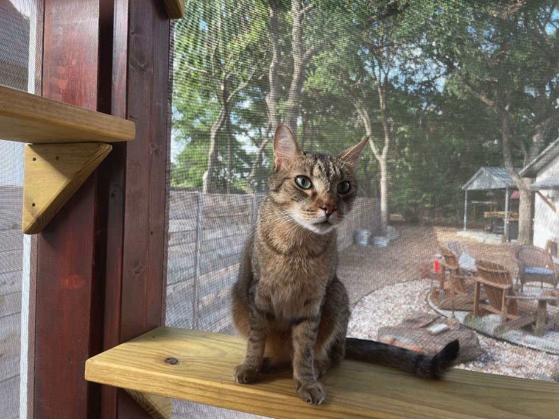 Cat on a cedar shelf in a finished catio, oaks beyond the screen and multiple connected zones