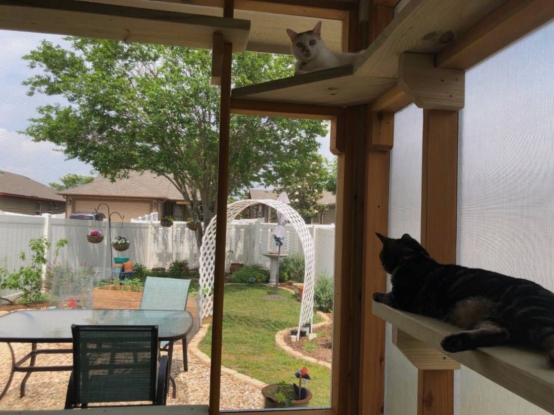Cats lounging in a screened deck room