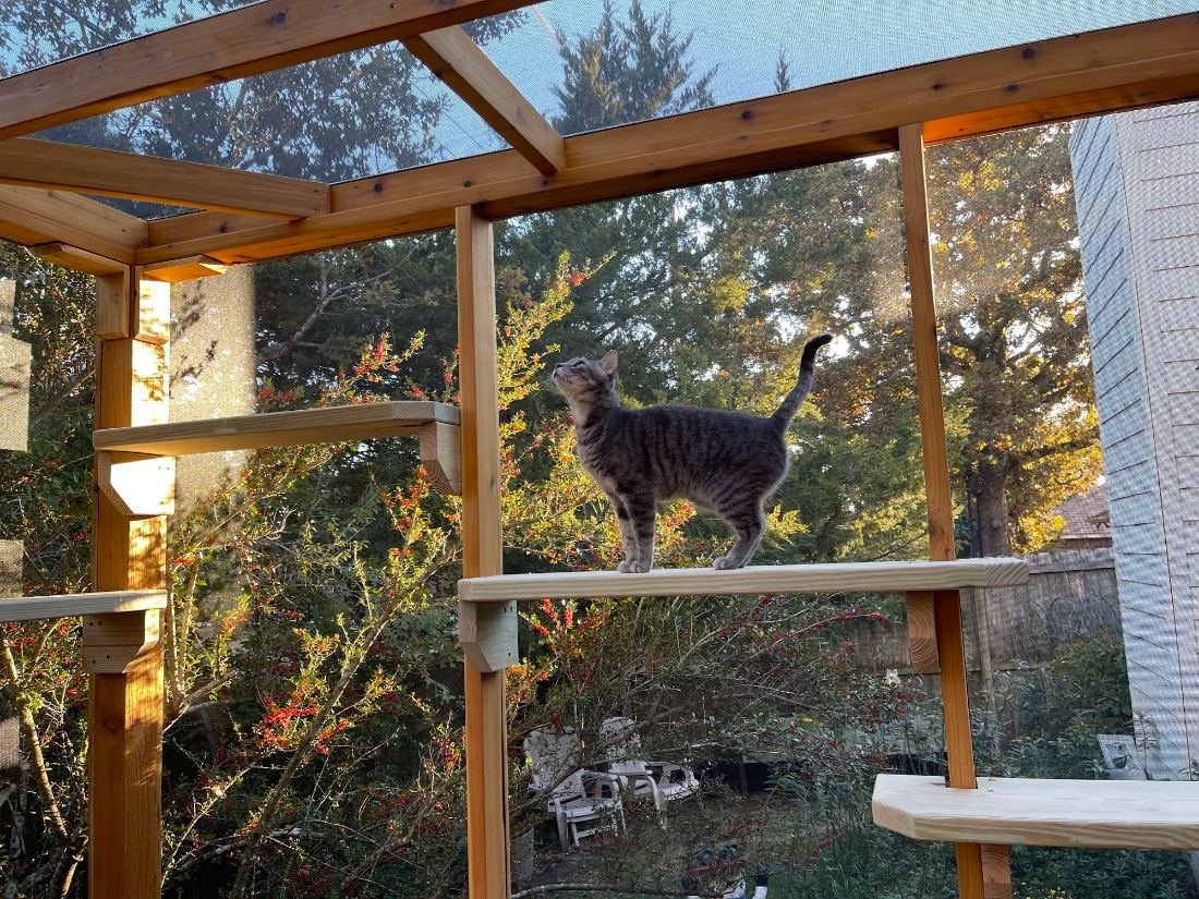 Cat sitting in a finished screened catio at golden hour
