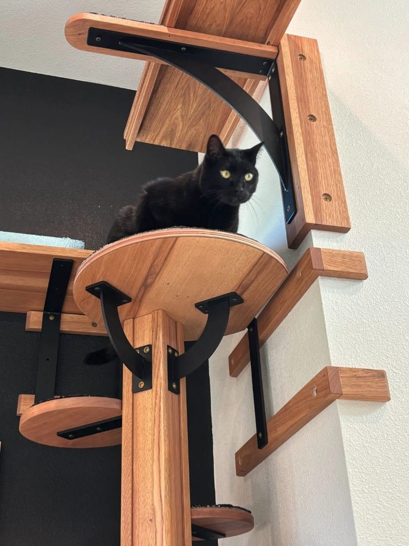Black cat on a curved cedar shelf, black steel bracket and wall mounting in close-up