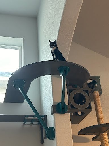 Tuxedo cat sitting at the top of a curved bridge near the ceiling