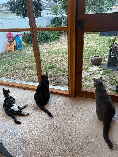 Cats waiting at the cedar screen door