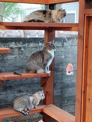 Cats on a cedar climbing tower