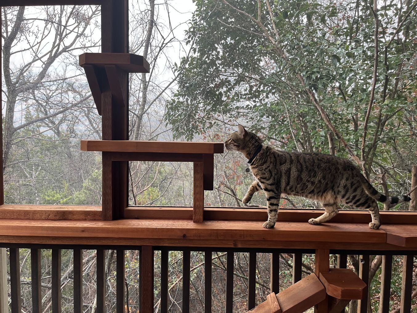 A tabby cat walking a cedar rail inside a screened porch catio looking out over wooded hills
