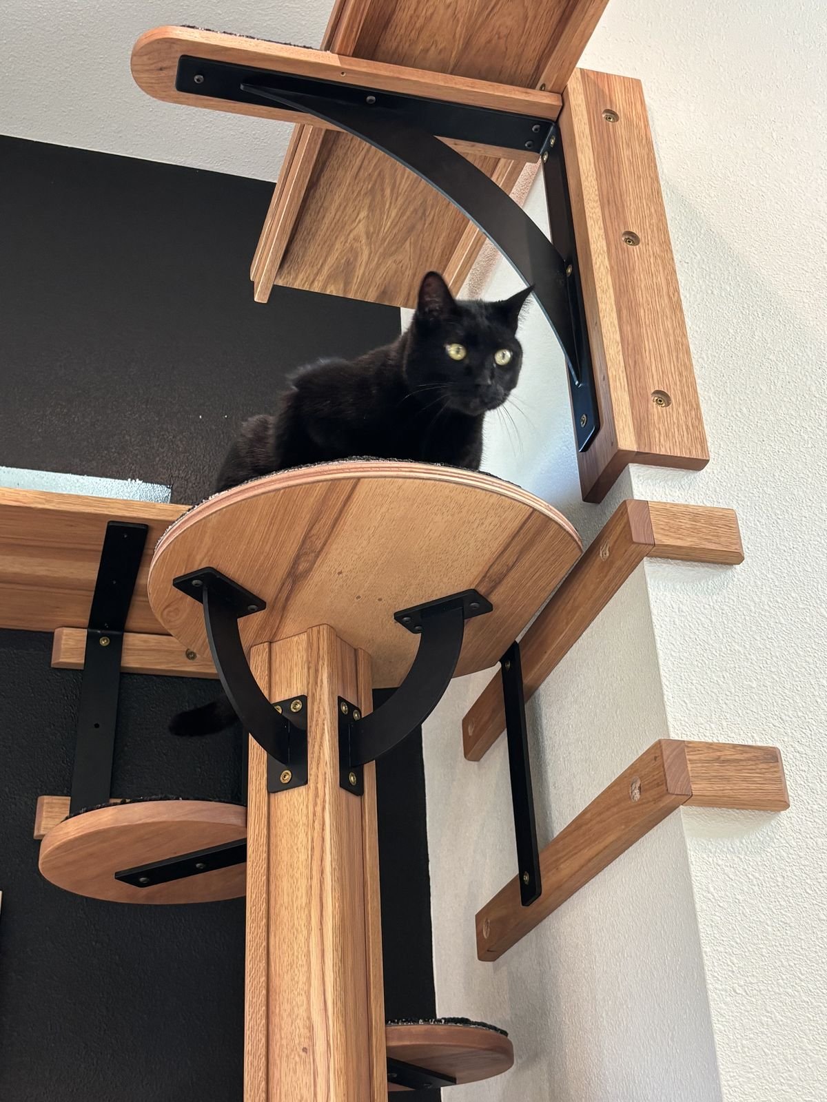 Indoor catification: a black cat on a round wall-mounted shelf among hardwood shelves and steps on black steel brackets